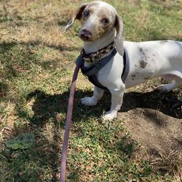 Bullseye - Fawn (isabella) and tan male Dachshund puppy in Corona, Ca Hemet, Ca Surpise, Az, California from Over The Moon Dachshunds