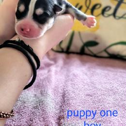 Pomsky Puppies from Nebula Ranch Pomskies