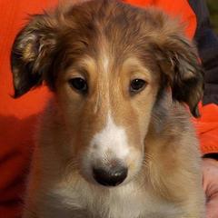 Borzois from Karanoff Borzoi