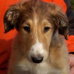 Borzois from Karanoff Borzoi