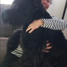 Giant Schnauzer Puppies from Giant Strides Giants