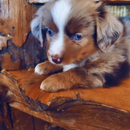 Miniature Australian Shepherd and Toy Australian Shepherd Puppies from Kinsley's Cuties & SouthPaw Creations