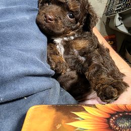 AKC Folly - Phantom female Poodle puppy in Depew, Oklahoma from Poodles Perfected