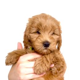 "Ginny" Goldendoodle Puppies from Indy Goldendoodles