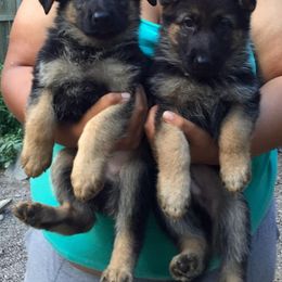 German Shepherd Puppies from Kron-Muller Haus Shepherds