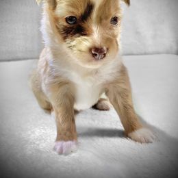Miniature Australian Shepherd and Toy Australian Shepherd Puppies from Pawesome Lil Aussies