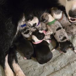 Border Collie puppies from Sherry's Border Collies