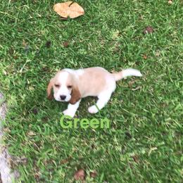 Green - Lemon and white male Basset Hound puppy in Valley, Alabama from Beverly's Bassets
