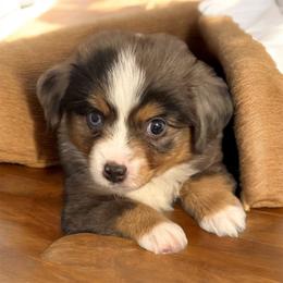 Ariat - Blue merle male Toy Australian Shepherd puppy in Anson, Texas from Diamond Bar N Ranch