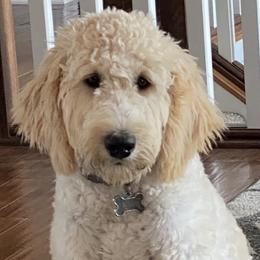 Nala - Goldendoodle