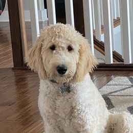 Nala - Goldendoodle