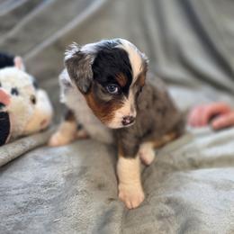 Cupcake - Merle female Bernedoodle puppy in Mc Gaheysville, Virginia from Doting Doodles