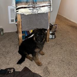 German Shepherd Puppies from S&S German Shepherds
