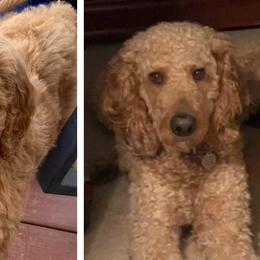 Leo - Goldendoodle