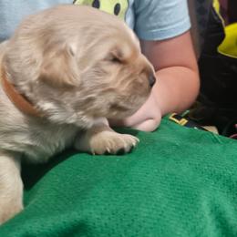 Female 1 - Golden female Golden Retriever puppy in Verona, Wisconsin from Sugar River Goldens