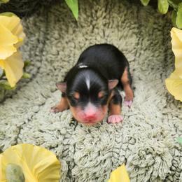 Rocky - Black tri male Miniature Australian Shepherd puppy in Sandown, New Hampshire from Ashby Lou Aussies