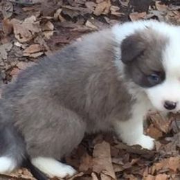 Border Collie Puppies from Peachy Keen Border Collies