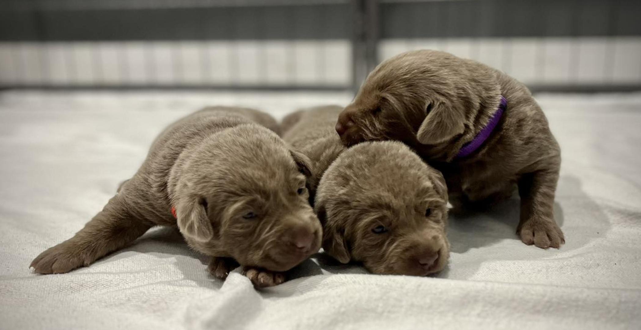 Hartwells Silverwater Labradors LLC in South Carolina Dilute