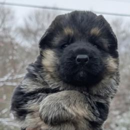 Female Puppirs 1 - female German Shepherd puppy in Pocono Ranch Lands, Pennsylvania from Vom Haus Pharoah German Shepherd