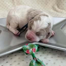 Earth - Parti male Goldendoodle puppy in Camden, North Carolina from Oopsie Doodles of NC