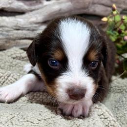 Cindy Lou - Red tri-color female Australian Shepherd puppy in Butler, Georgia from Aussies at Howling Hill Farm