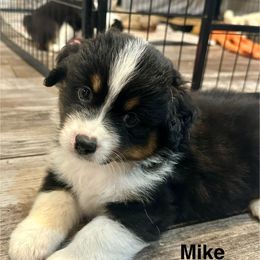 Mike - Black tri male Miniature American Shepherd puppy in Florseville, Texas from Ashber Farm