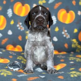 Silver Girl - Liver and white female German Wirehaired Pointer puppy in Reddick, Florida from Afterhours German Wirehaired Pointers and Basset Fauve de Bretagne