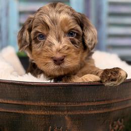 Gold Nugget - Chocolate male Australian Labradoodle puppy in Brush Prairie, Washington from Fancy Pants Labradoodles