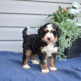 Fern - Tri-color female Bernedoodle puppy in Honey Brook, Pennsylvania from Green Ridge Puppies