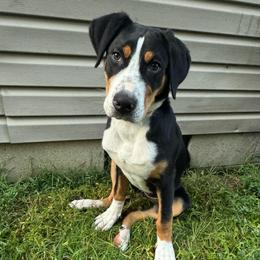 Cordelia - Black, white and red female Greater Swiss Mountain Dog puppy in Chester, Illinois from Hilltop Swissys
