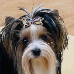 Mercy - Biewer Terrier