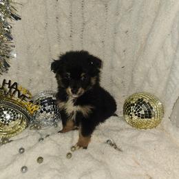 Belle - Black and white female Companion Cross puppy in Decatur, Illinois from Petite Pups