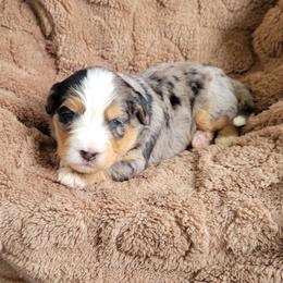 Loki - Blue merle male Bernedoodle puppy in East Earl, Pennsylvania from Mountainside Puppies