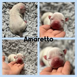 Amaretto - White male American Staffordshire Terrier puppy in Marietta, Georgia from Ambition Amstaffs