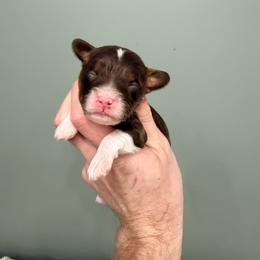 Wednesday - Chocolate female Cavapoo puppy in Springfield, Ohio from Dawson & Daryn's Royal Companions