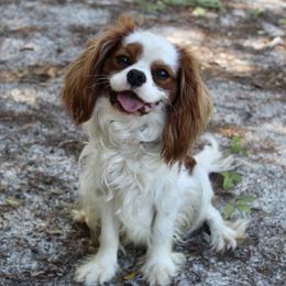 Peanut - Cavalier King Charles Spaniel