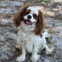 Peanut - Cavalier King Charles Spaniel