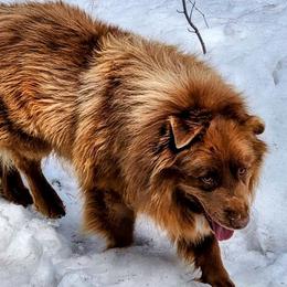Miniature Australian Shepherds from Mountain Top Shepherd's