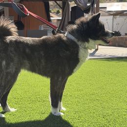 KOKORI - Japanese Akitainu