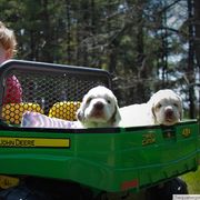 Clumber Spaniel and Irish Red and White Setter Puppies from NyaStar & Chequamegon