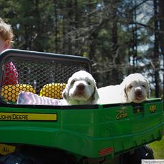 Clumber Spaniel and Irish Red and White Setter Puppies from NyaStar & Chequamegon