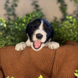 Peppermint - Black and chalk female Australian Labradoodle puppy in Brush Prairie, Washington from Fancy Pants Labradoodles