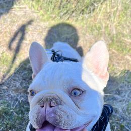 Aries - French Bulldog