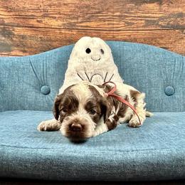 Allison - Brown and white female Cockapoo puppy in Lancaster, Missouri from Cavapoo Acres