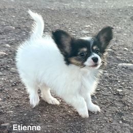 AKC Etienne - White black and tan male Papillon puppy in Apache Junction, Arizona from Coppertone Papillons
