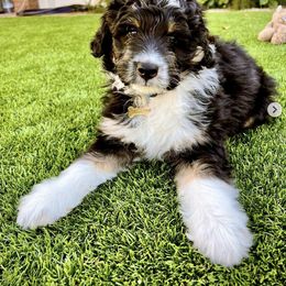 Aussiedoodles from Farmfreshpups