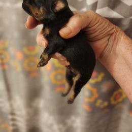 Boy 4 - Black and tan male Brussels Griffon puppy in Nc, Florida from Brusseluv2