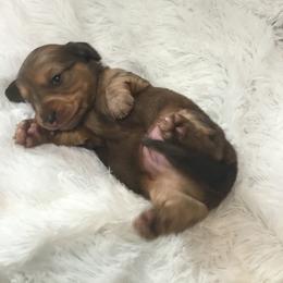 Dachshund Puppies from Desert Wind Dachshunds