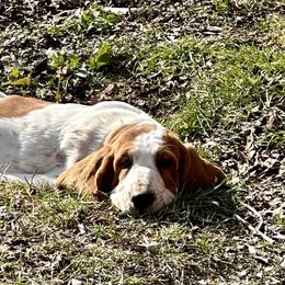 Basset Hound Puppies from Hill Top Basset Hounds & Great Pyrenees