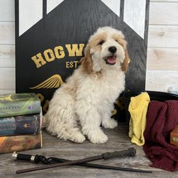 Goldendoodle and Poodle Puppies from Krispydoodle